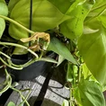 philodendron hederaceum lemon lime 17cm pot