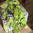 philodendron hederaceum lemon lime 17cm pot