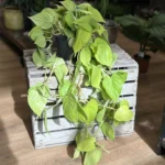 Philodendron Hederaceum Lemon Lime 17cm pot