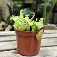 carnivorous nepenthes pitcher gaya 12cm pot (copy)