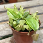 Carnivorous Nepenthes Pitcher Hookeriana 8cm pot