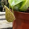carnivorous nepenthes pitcher gaya 12cm pot (copy)
