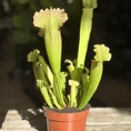 carnivorous sarracenia trumpet pitcher velvet 12cm pot
