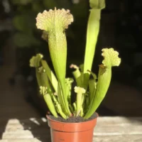 carnivorous sarracenia trumpet pitcher velvet 12cm pot