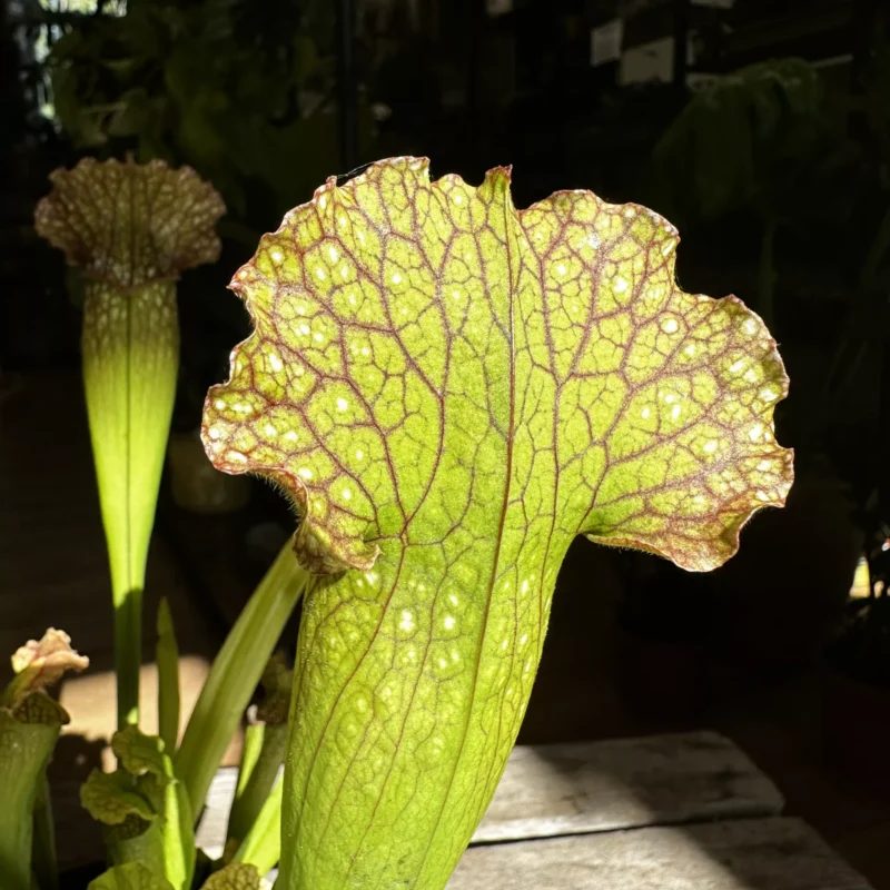 carnivorous sarracenia trumpet pitcher velvet 12cm pot carnivorous sarracenia trumpet pitcher velvet 12cm pot