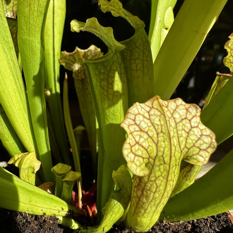 carnivorous sarracenia trumpet pitcher velvet 12cm pot carnivorous sarracenia trumpet pitcher velvet 12cm pot