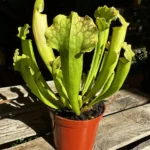 Carnivorous Sarracenia Trumpet Pitcher Velvet