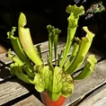 carnivorous sarracenia trumpet pitcher velvet 12cm pot