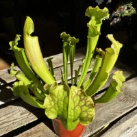 carnivorous sarracenia trumpet pitcher velvet 12cm pot
