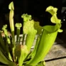 carnivorous sarracenia trumpet pitcher velvet 12cm pot