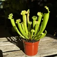 carnivorous sarracenia trumpet pitcher velvet 12cm pot