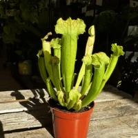 carnivorous sarracenia trumpet pitcher velvet 12cm pot