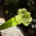 carnivorous sarracenia trumpet pitcher velvet 12cm pot