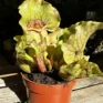 carnivorous sarracenia trumpet pitcher purpurea ssp venosa 12cm pot