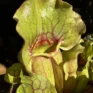 carnivorous sarracenia trumpet pitcher purpurea ssp venosa 12cm pot