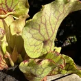carnivorous sarracenia trumpet pitcher purpurea ssp venosa 12cm pot