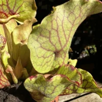 carnivorous sarracenia trumpet pitcher purpurea ssp venosa 12cm pot
