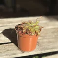 carnivorous subtropical sundew drosera madagascariensis 8cm pot (copy)