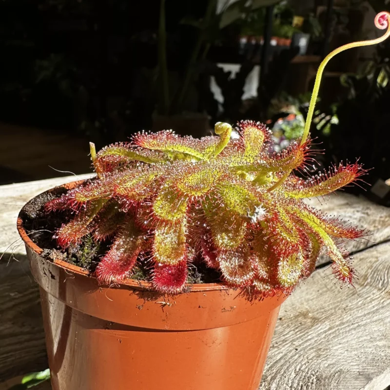 carnivorous subtropical sundew drosera madagascariensis 8cm pot (copy) carnivorous subtropical sundew drosera madagascariensis 8cm pot (copy)