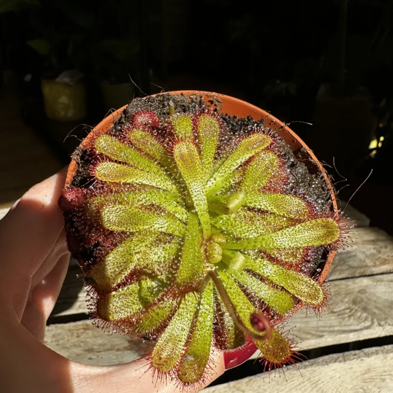 carnivorous subtropical sundew drosera madagascariensis 8cm pot (copy) carnivorous subtropical sundew drosera madagascariensis 8cm pot (copy)