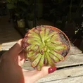 carnivorous subtropical sundew drosera madagascariensis 8cm pot