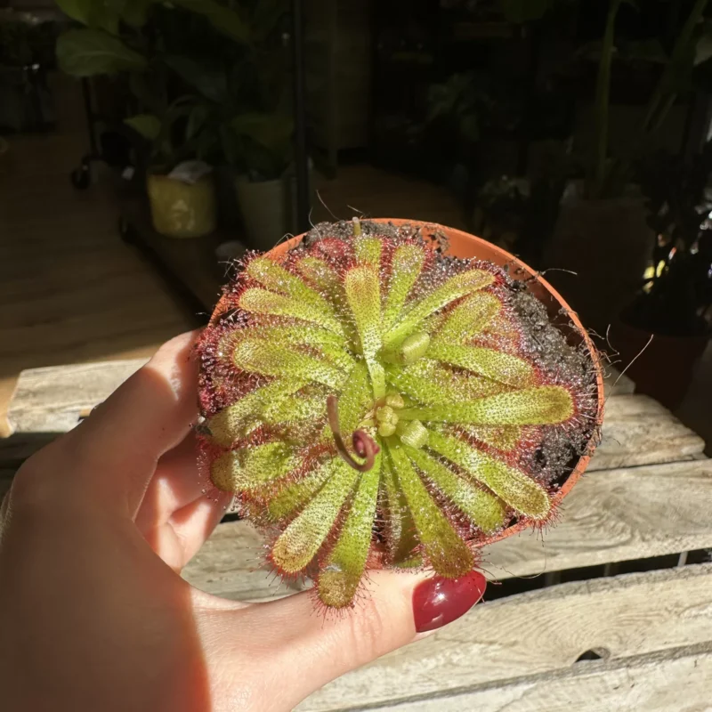 carnivorous subtropical sundew drosera madagascariensis 8cm pot carnivorous subtropical sundew drosera madagascariensis 8cm pot