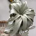 spanish moss air plant tillandsia usneoides 40 50cm (copy)