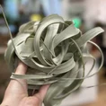 spanish moss air plant tillandsia usneoides 40 50cm (copy)
