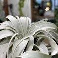 spanish moss air plant tillandsia usneoides 40 50cm (copy)