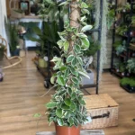 Hoya Carnosa Krimson Queen 20cm pot 100cm COLLECTION ONLY