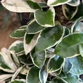 hoya carnosa krimson queen 20cm pot 100cm tall