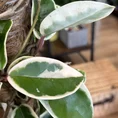 hoya carnosa krimson queen 20cm pot 100cm tall