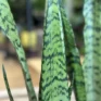 sansevieria laurentii variegata 50cm height 17cm pot (copy)
