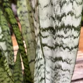 sansevieria laurentii variegata 50cm height 17cm pot (copy)