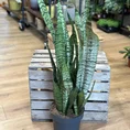 sansevieria laurentii variegata 50cm height 17cm pot (copy)