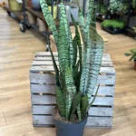 Sansevieria Zeylanica 21cm pot