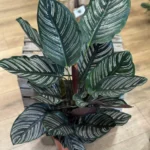 Calathea Ornata Sanderiana Pinstripe Prayer Plant 19cm pot