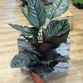 calathea ornata sanderiana pinstripe prayer plant