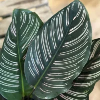 calathea ornata sanderiana pinstripe prayer plant