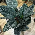 calathea ornata sanderiana pinstripe prayer plant
