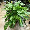 calathea orbifolia prayer plant 14cm pot (copy)
