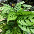 calathea orbifolia prayer plant 14cm pot (copy)