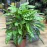 calathea orbifolia prayer plant 14cm pot (copy)