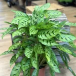 Calathea Leopardina Elegant Prayer Plant 17cm pot
