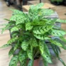 calathea orbifolia prayer plant 14cm pot (copy)