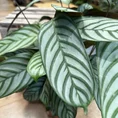 calathea ornata sanderiana pinstripe prayer plant 19cm pot (copy)