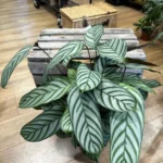 Calathea Ctenanthe Oppenheimiana Prayer Plant 19cm pot