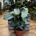 calathea ornata sanderiana pinstripe prayer plant 19cm pot (copy)