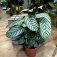 calathea ornata sanderiana pinstripe prayer plant 19cm pot (copy)