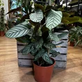 calathea ornata sanderiana pinstripe prayer plant 19cm pot (copy)